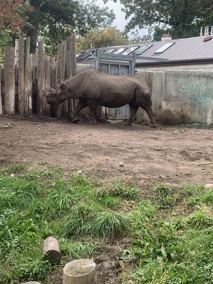 Oct. 2021- Eastern black rhinoceros