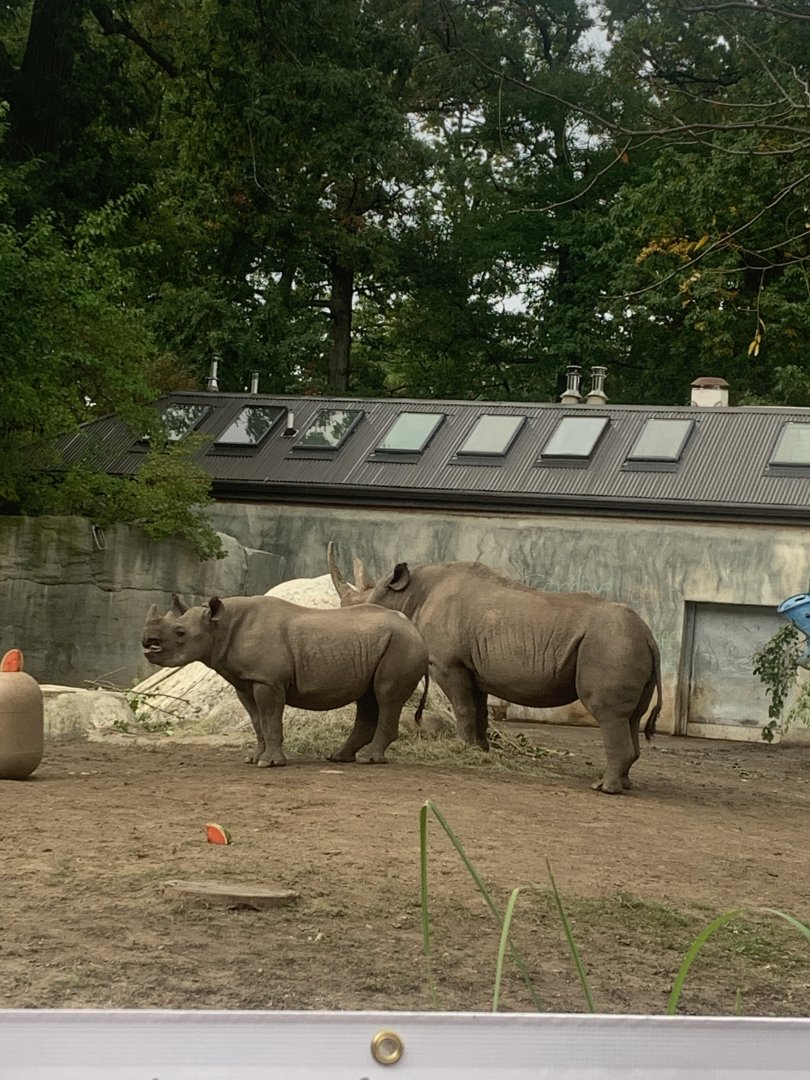 Oct. 2021- Eastern black rhinoceros