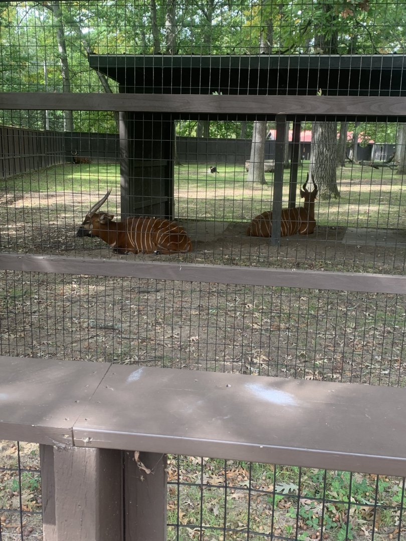 Oct. 2021- Eastern bongo