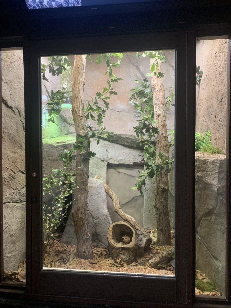 Oct. 2021- Eastern massasauga exhibit