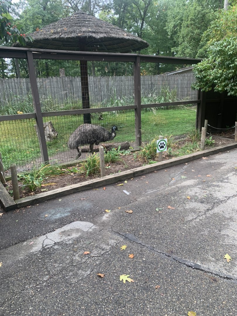 Oct. 2021- Emu viewing area