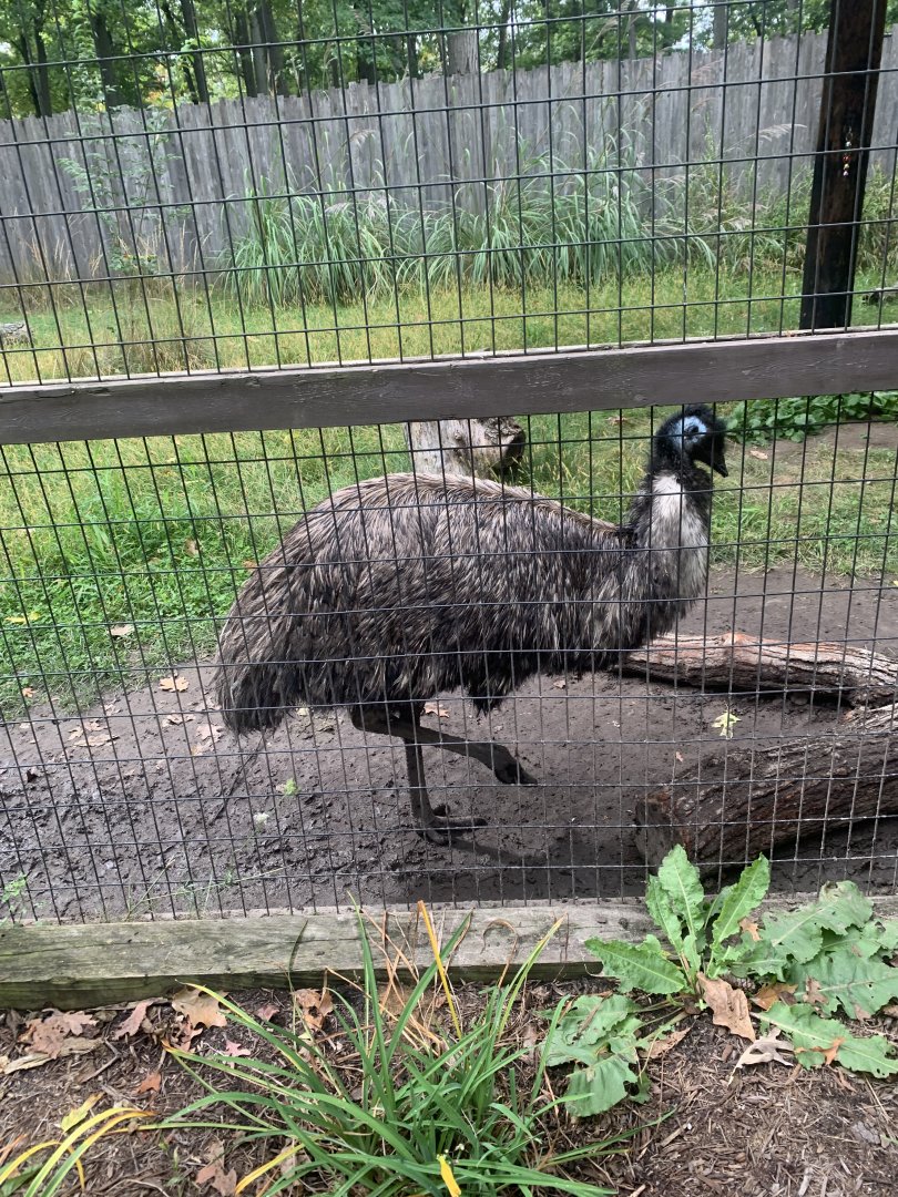 Oct. 2021- Emu