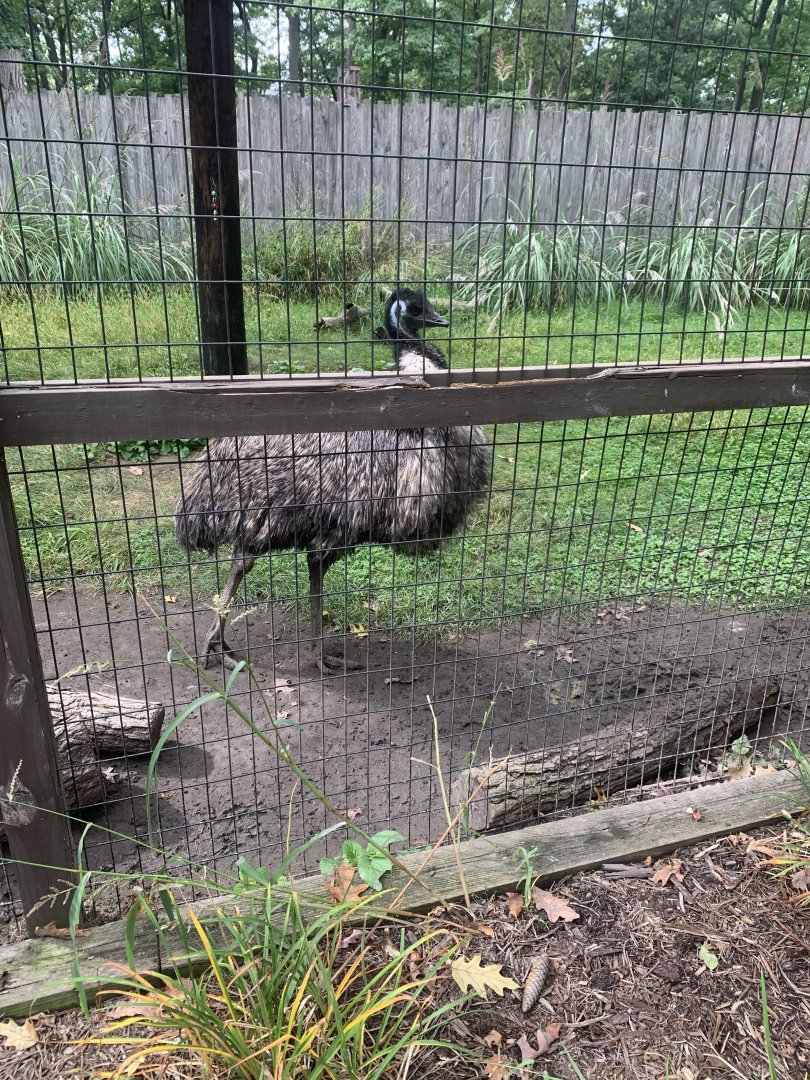 Oct. 2021- Emu