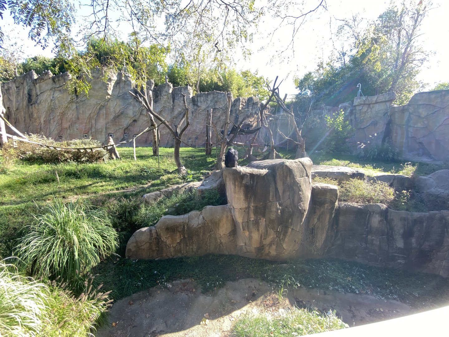 Oct. 2021 - Fragile Forest - Chimpanzee Exhibit