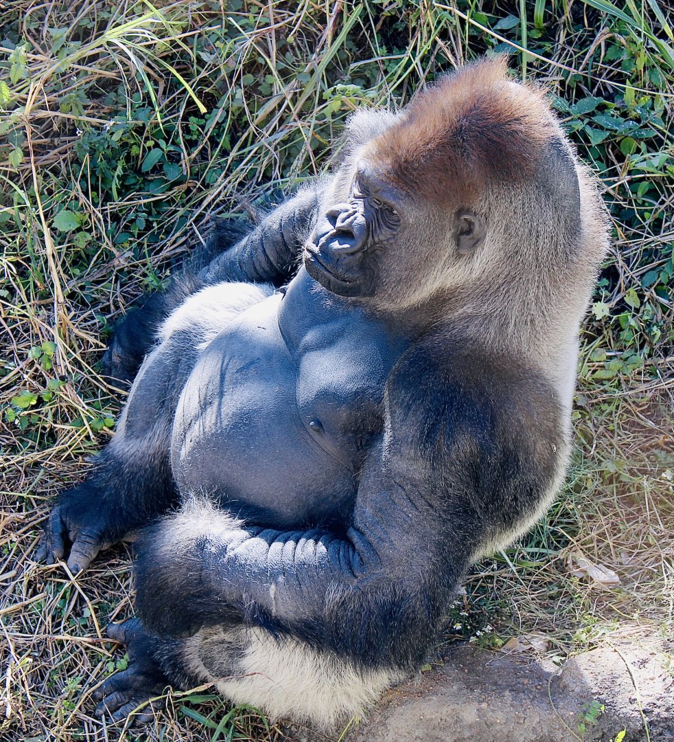 Oct. 2021 - Fragile Forest - Gorilla