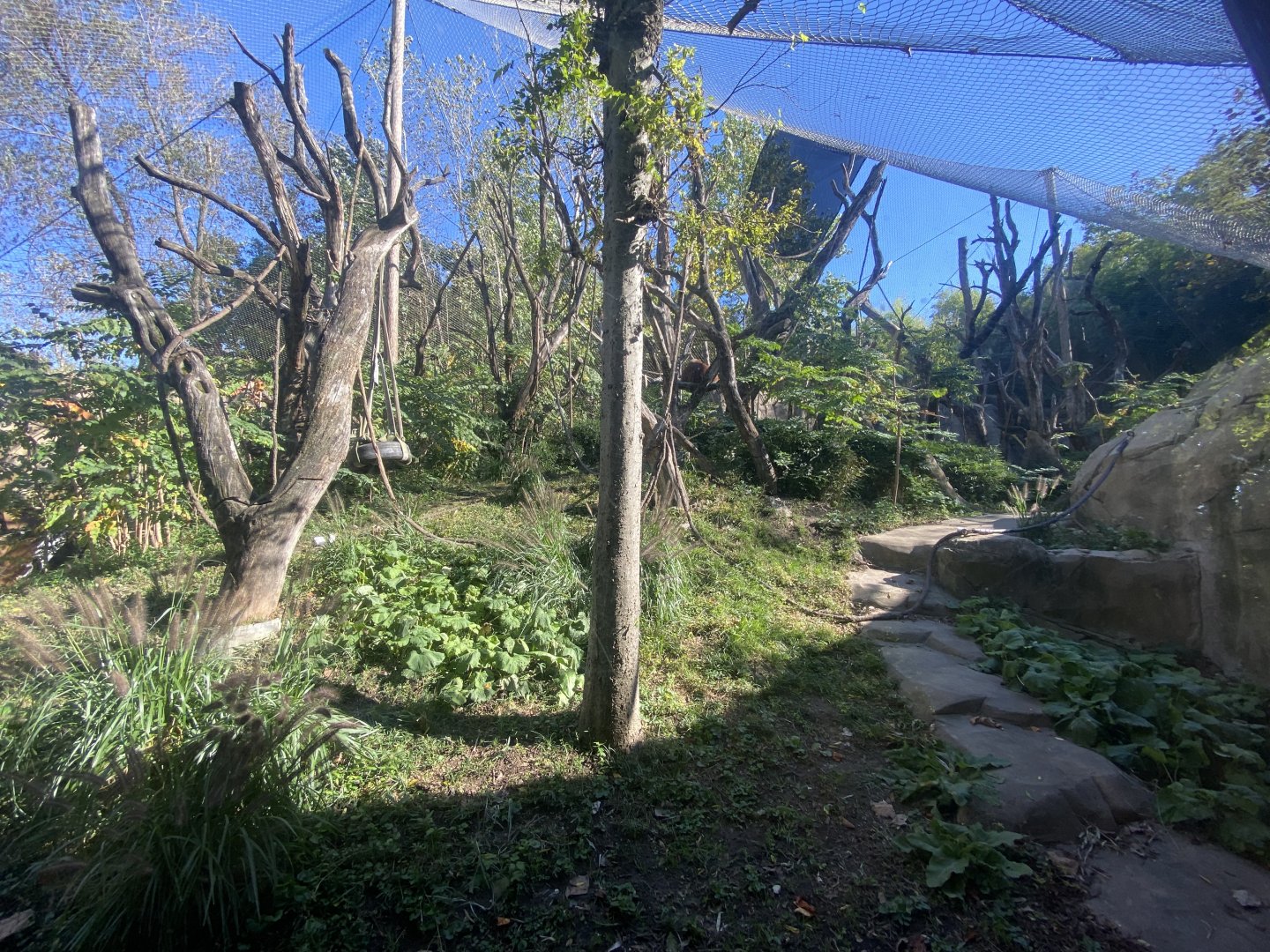 Oct. 2021 - Fragile Forest - Orangutan Exhibit