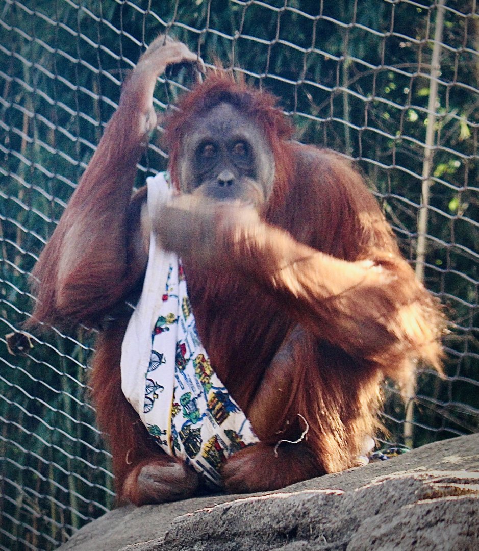 Oct. 2021 - Fragile Forest - Sumatran Orangutan