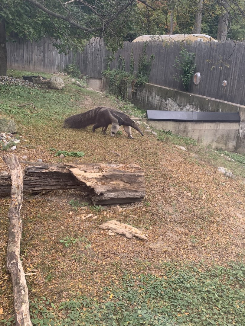 Oct. 2021- Giant anteater
