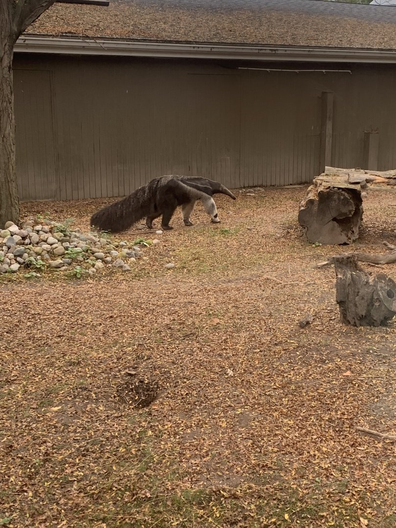 Oct. 2021- Giant anteater