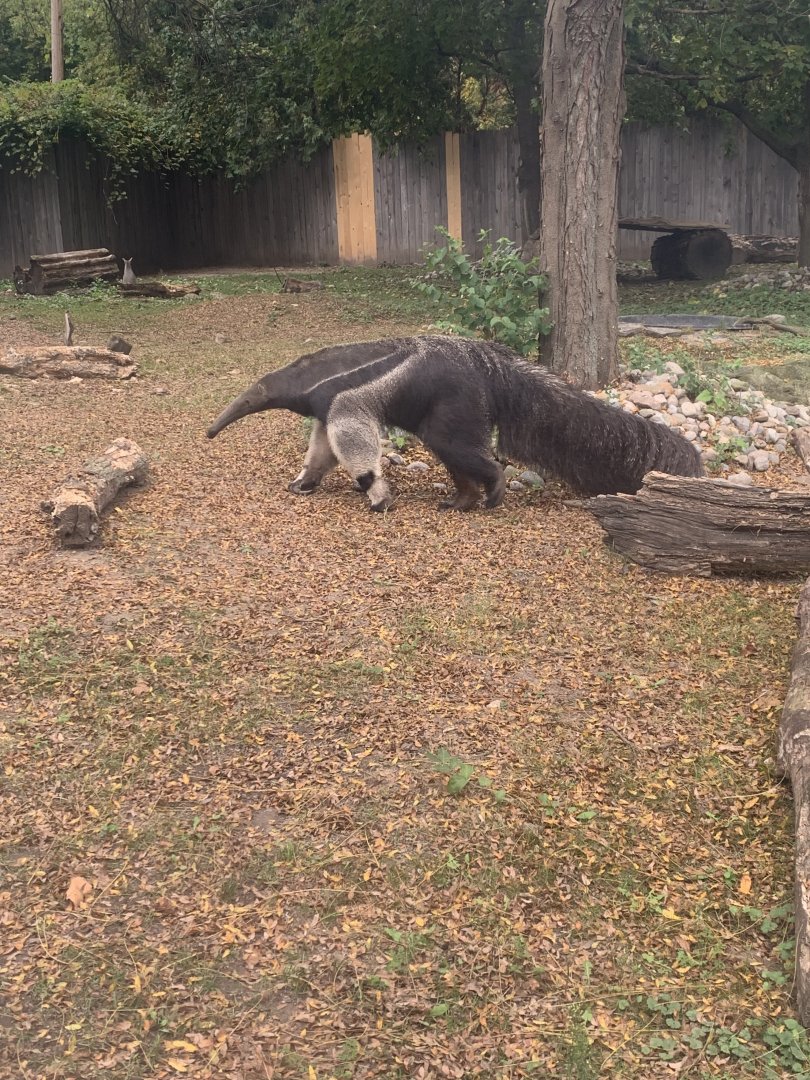 Oct. 2021- Giant anteater