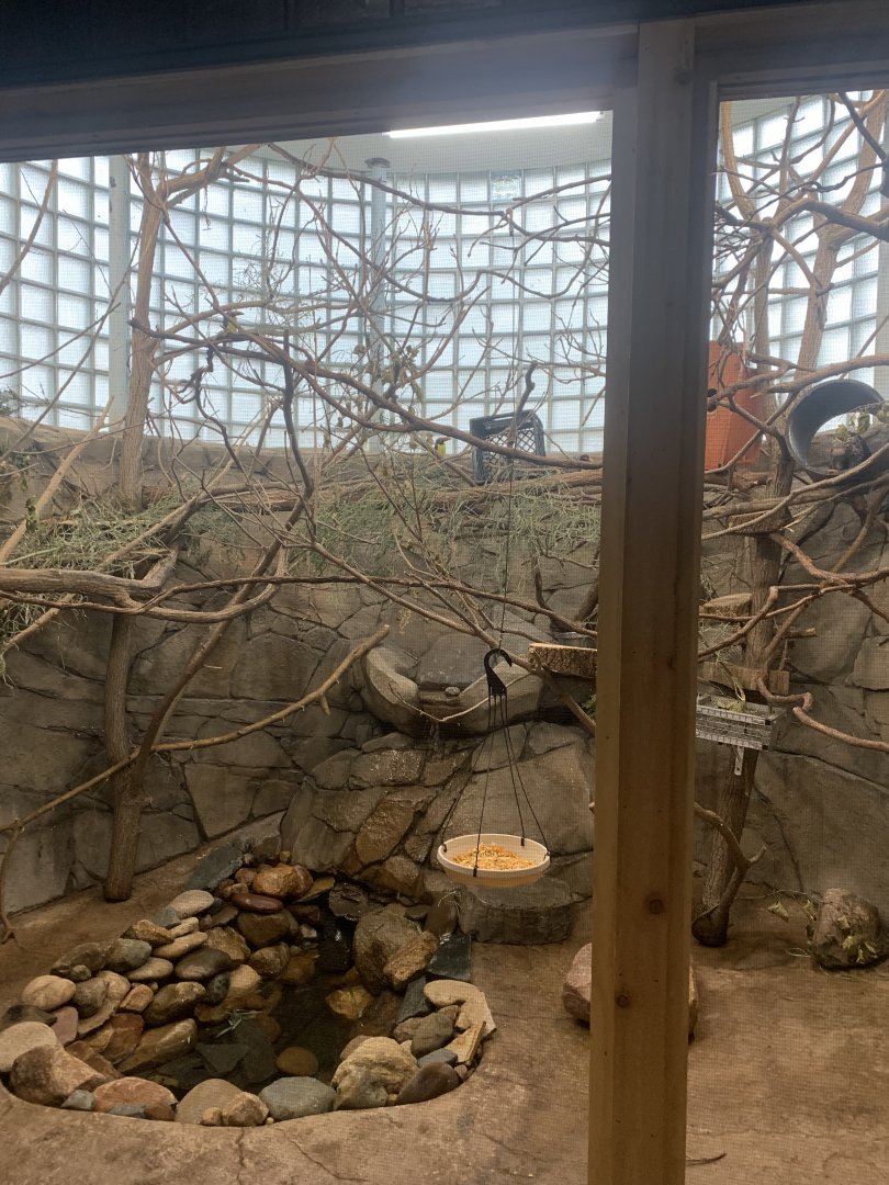 Oct. 2021- Green aracari and Brazilian porcupine exhibit