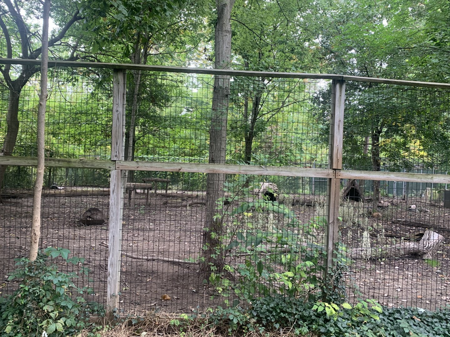 Oct. 2021- Grey wolf exhibit