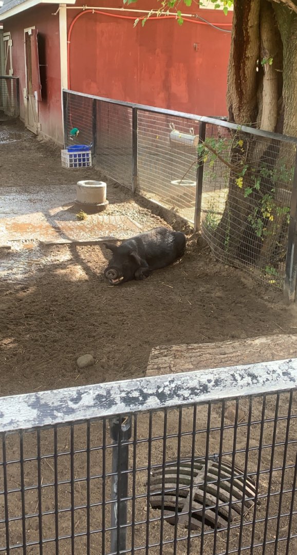 Oct. 2021- Guinea hog