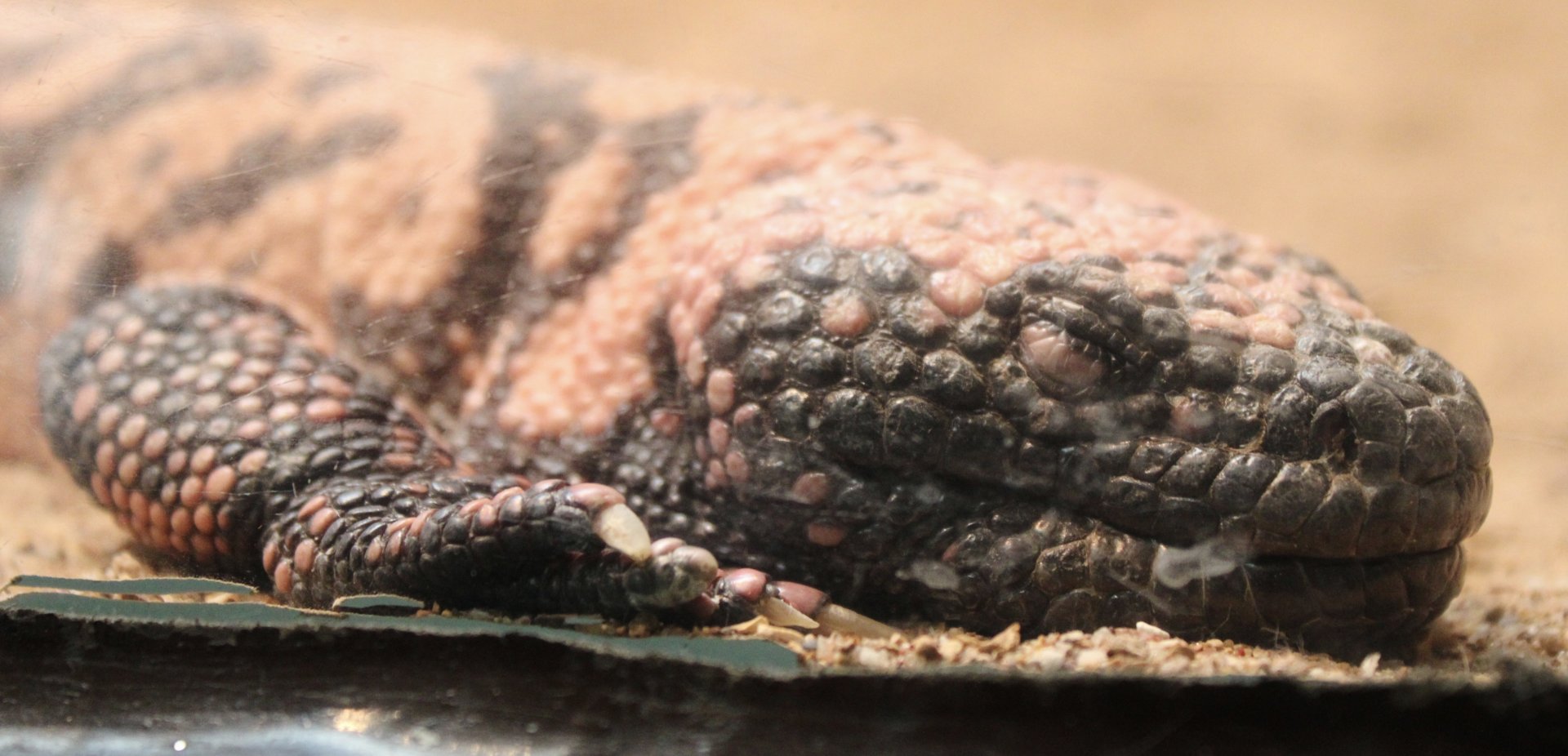 Oct. 2021 - Herpetarium - Banded Gila Monster