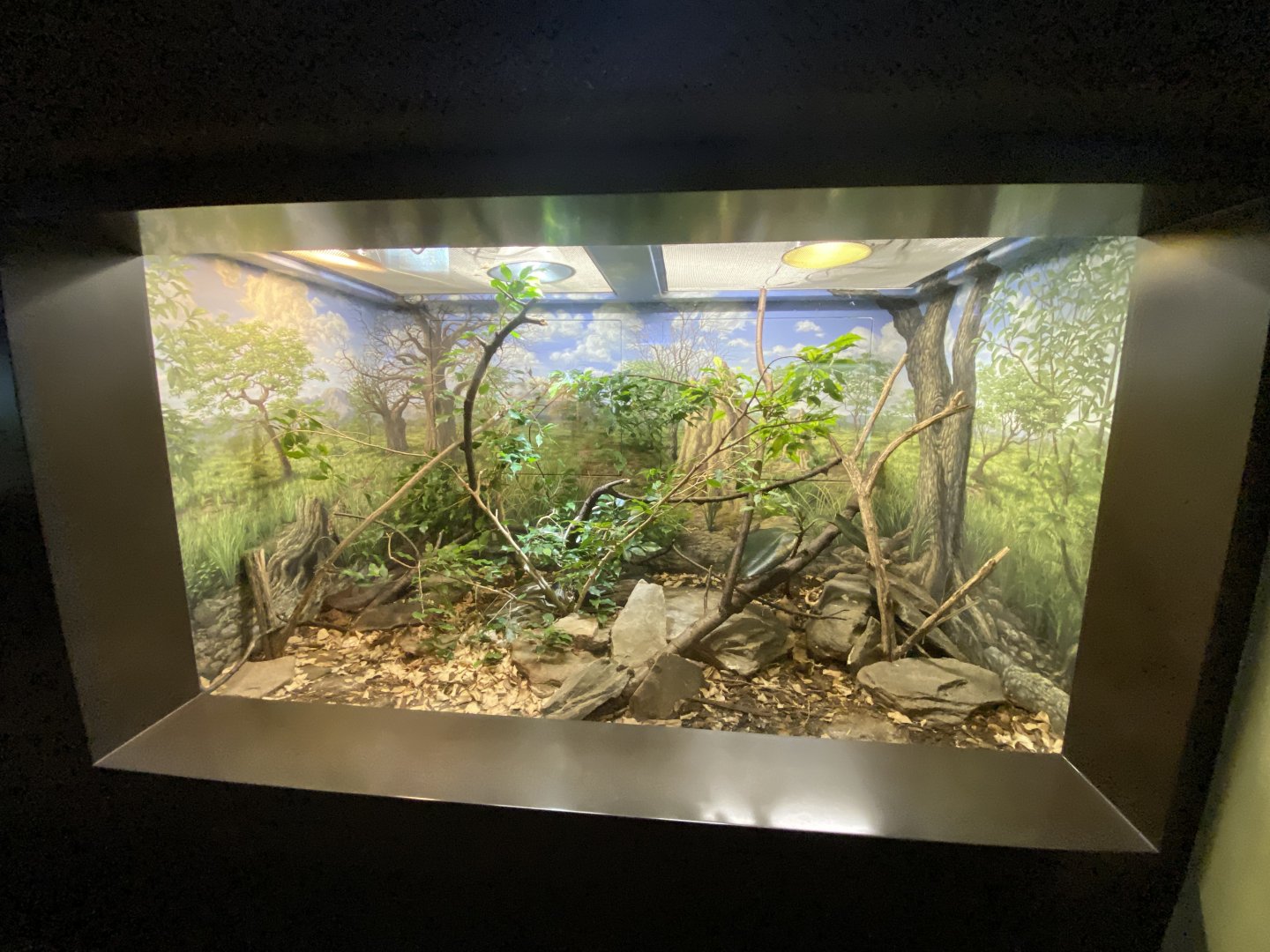 Oct. 2021 - Herpetarium - Black Mamba Exhibit