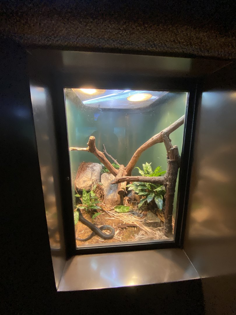 Oct. 2021 - Herpetarium - Boelen’s Python Exhibit