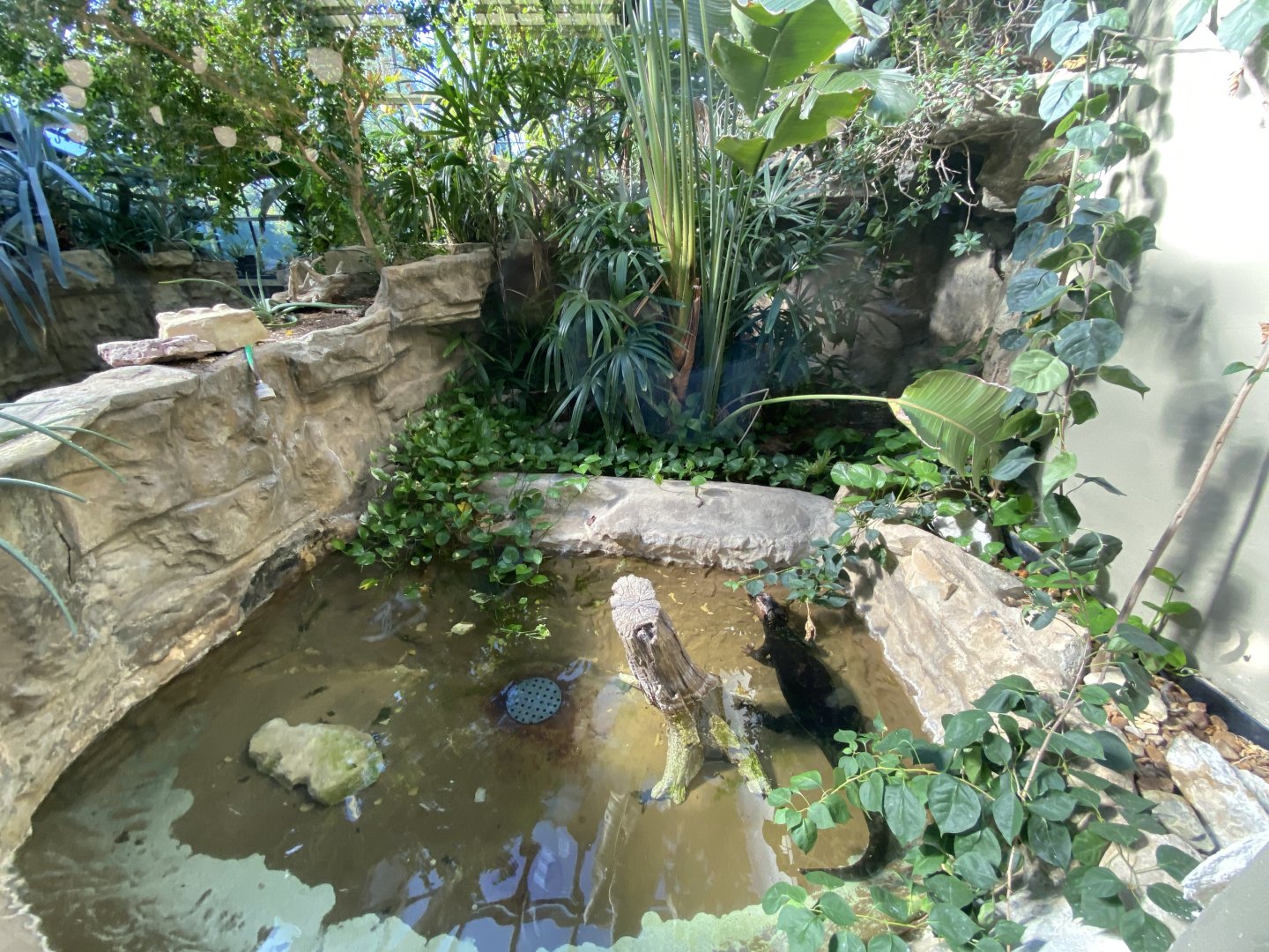 Oct. 2021 - Herpetarium - Dwarf Caiman Exhibit