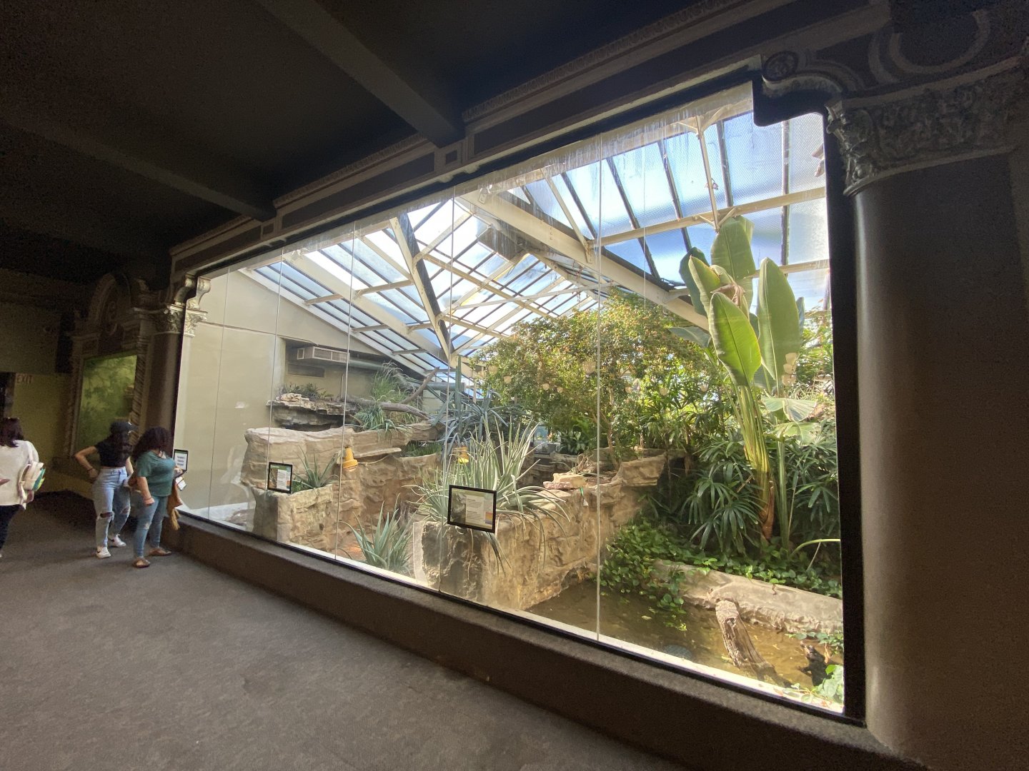 Oct. 2021 - Herpetarium - Dwarf Caiman + Shingleback Skink + Empty/Former Komodo Dragon Exhibit