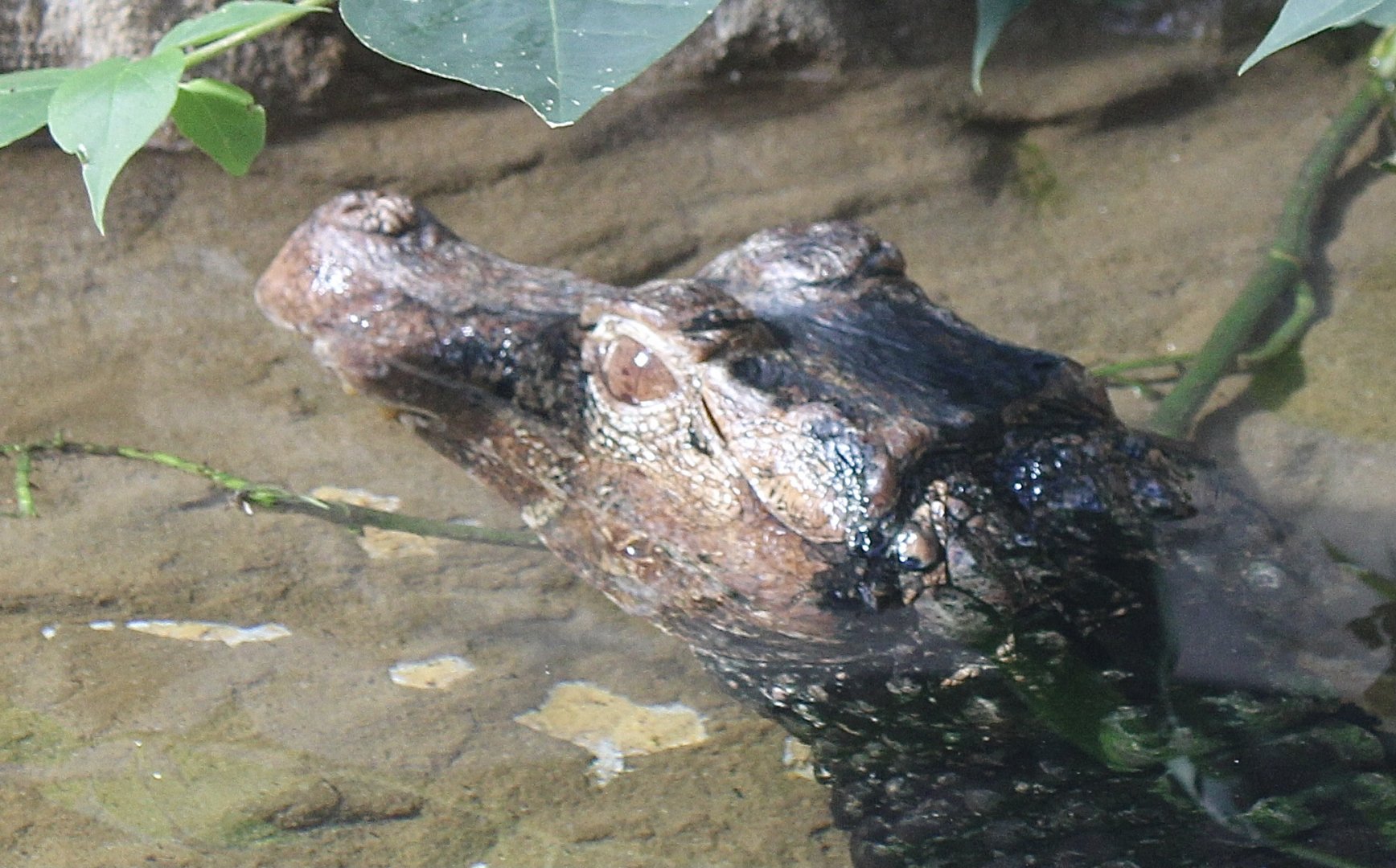 Oct. 2021 - Herpetarium - Dwarf Caiman