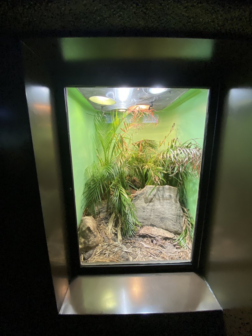 Oct. 2021 - Herpetarium - Ethiopian Mountain Adder Exhibit