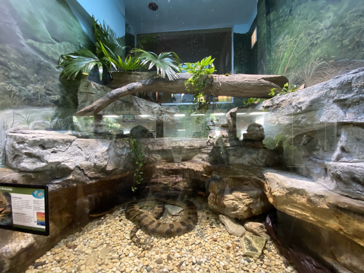 Oct. 2021 - Herpetarium - Green Anaconda Exhibit (Bottom View)