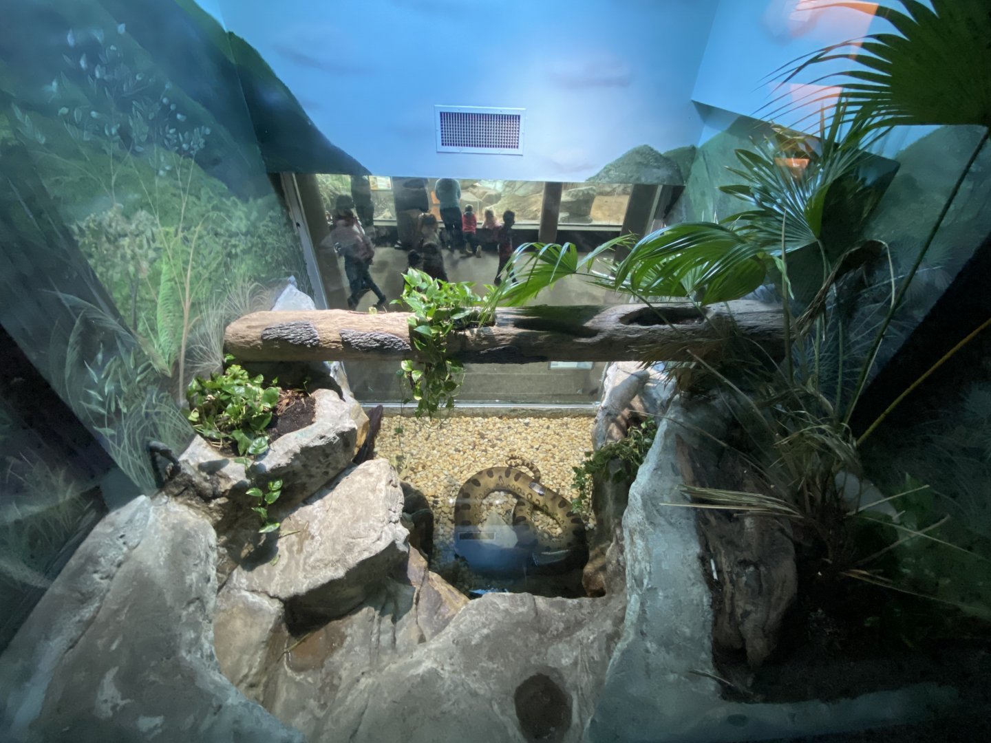 Oct. 2021 - Herpetarium - Green Anaconda Exhibit (Top View)