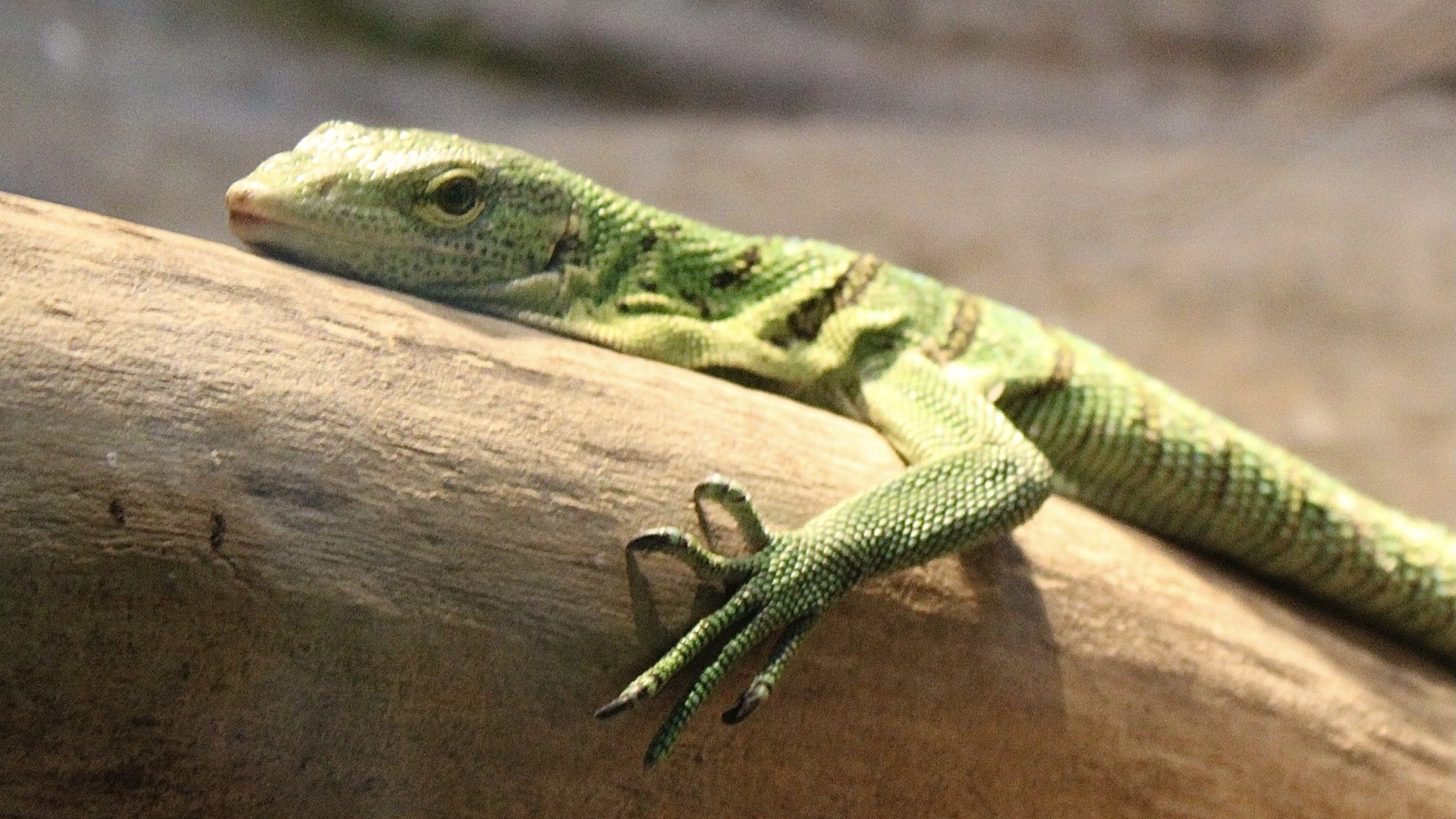Oct. 2021 - Herpetarium - Green Tree Monitor