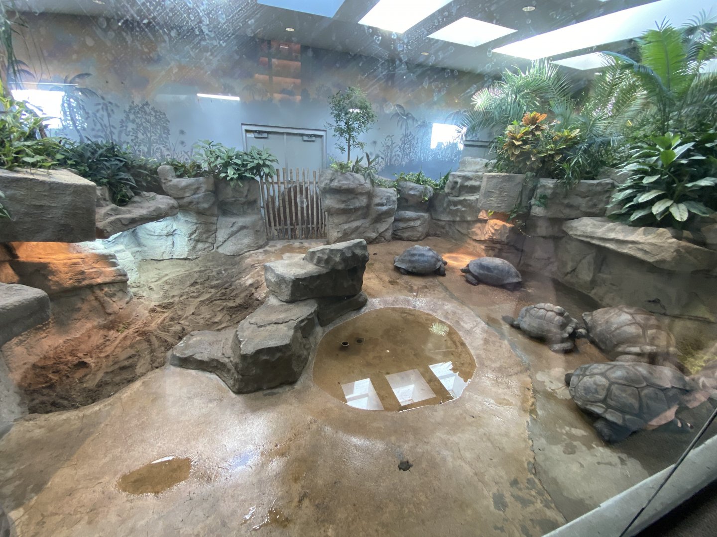 Oct. 2021 - Herpetarium - Indoor Galapagos Tortoise/Aldabra Tortoise Exhibit