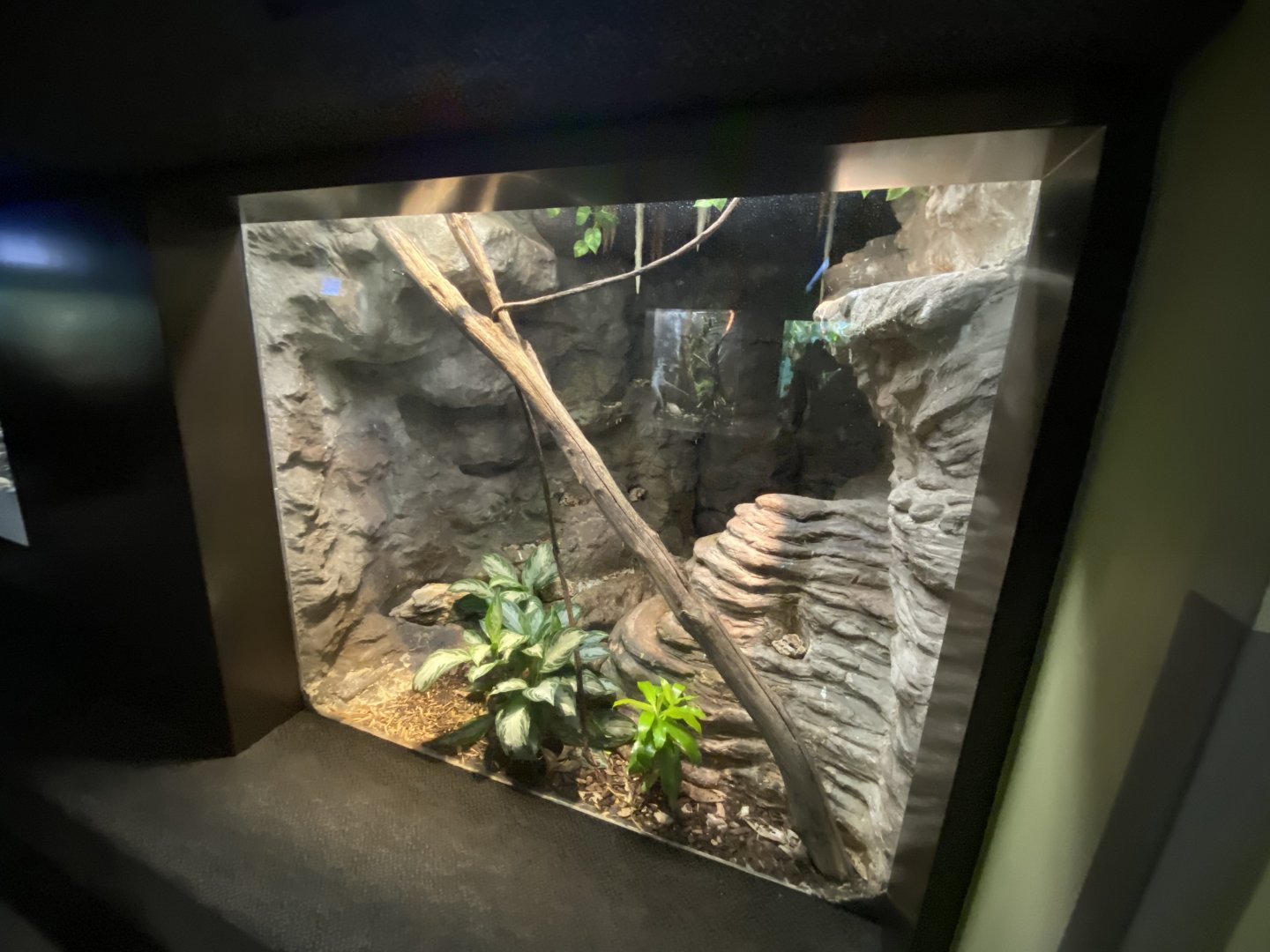 Oct. 2021 - Herpetarium - Jamaican Boa Exhibit
