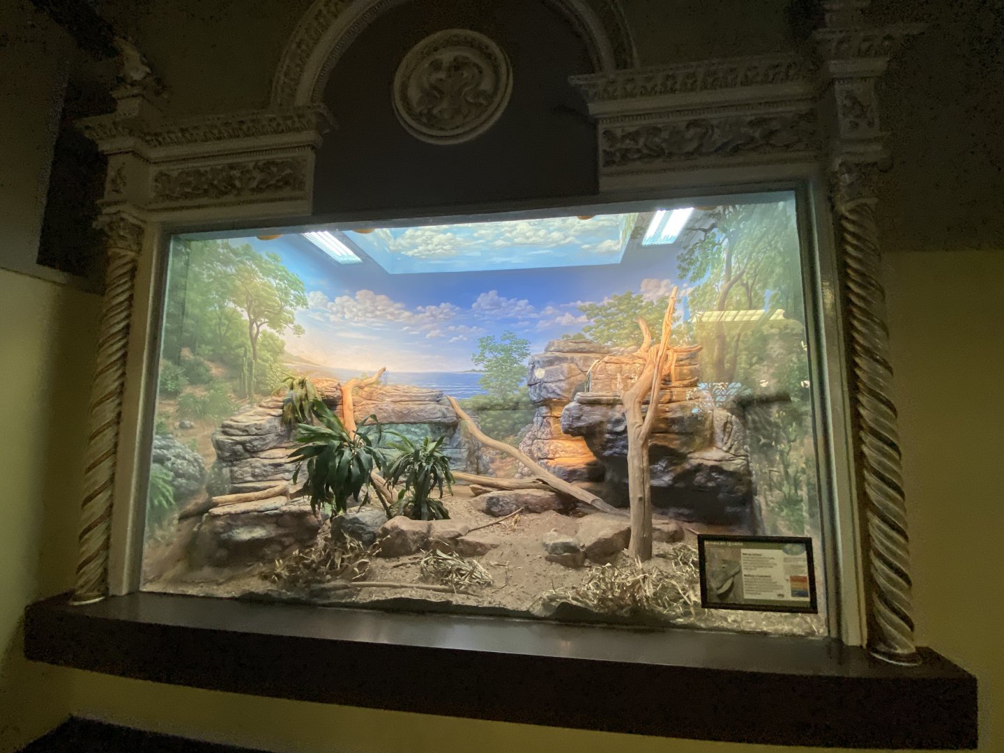 Oct. 2021 - Herpetarium - Jamaican Iguana Exhibit