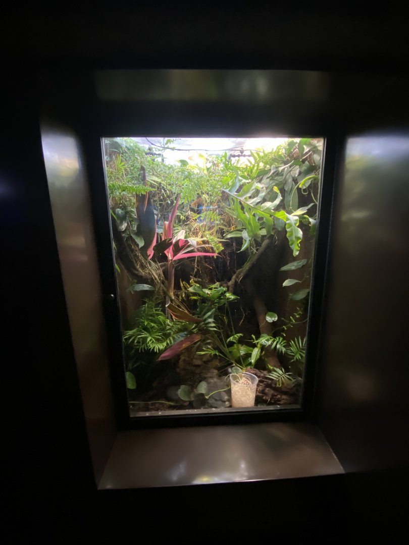 Oct. 2021 - Herpetarium - Kiki Poison Dart Frog Exhibit