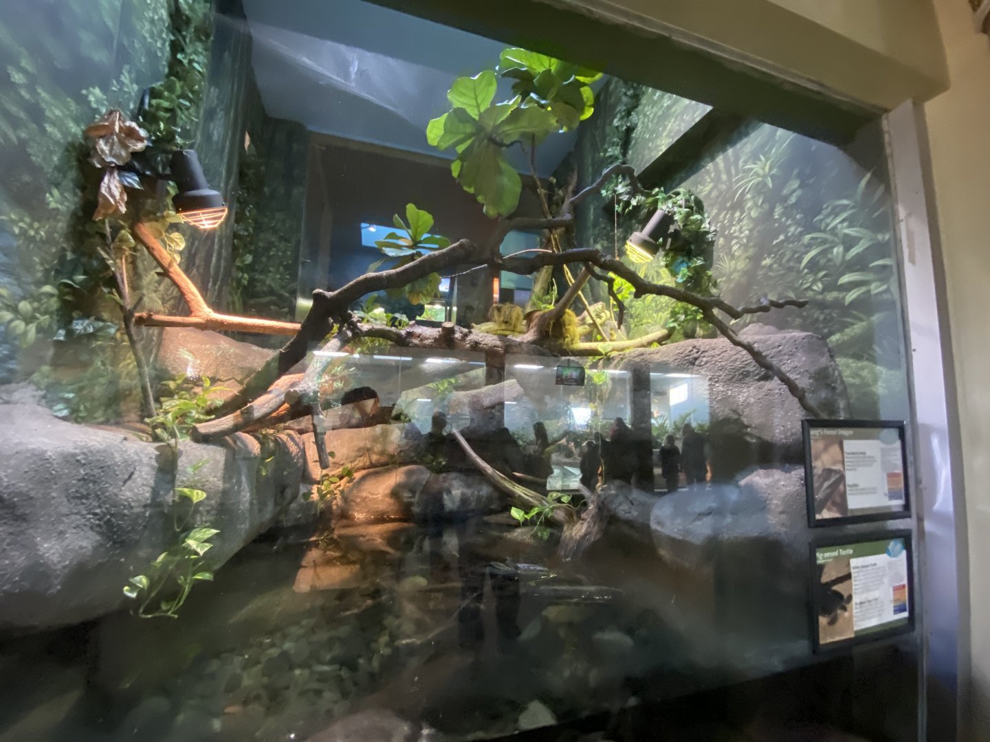 Oct. 2021 - Herpetarium - Long’s Forest Dragon/Pig-nosed Turtle Exhibit (Bottom View)