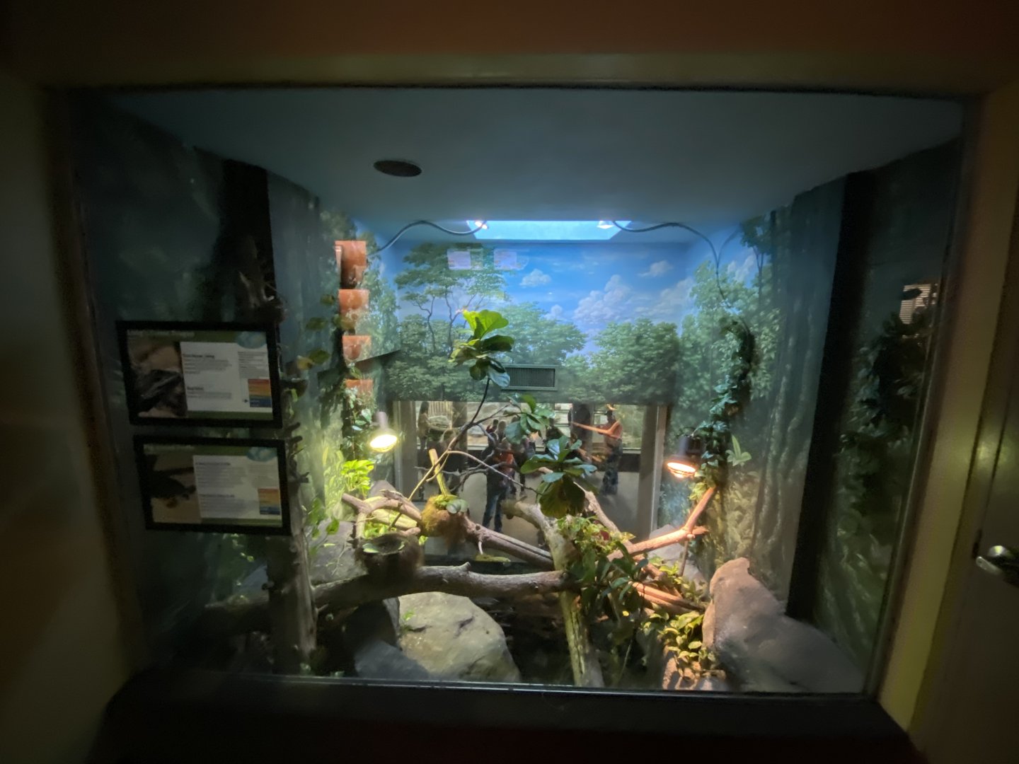 Oct. 2021 - Herpetarium - Long’s Forest Dragon/Pig-nosed Turtle Exhibit (Top View)