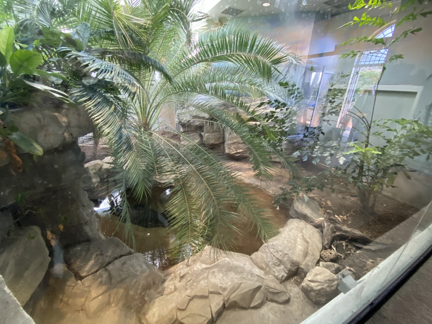 Oct. 2021 - Herpetarium - Malayan Gharial Exhibit