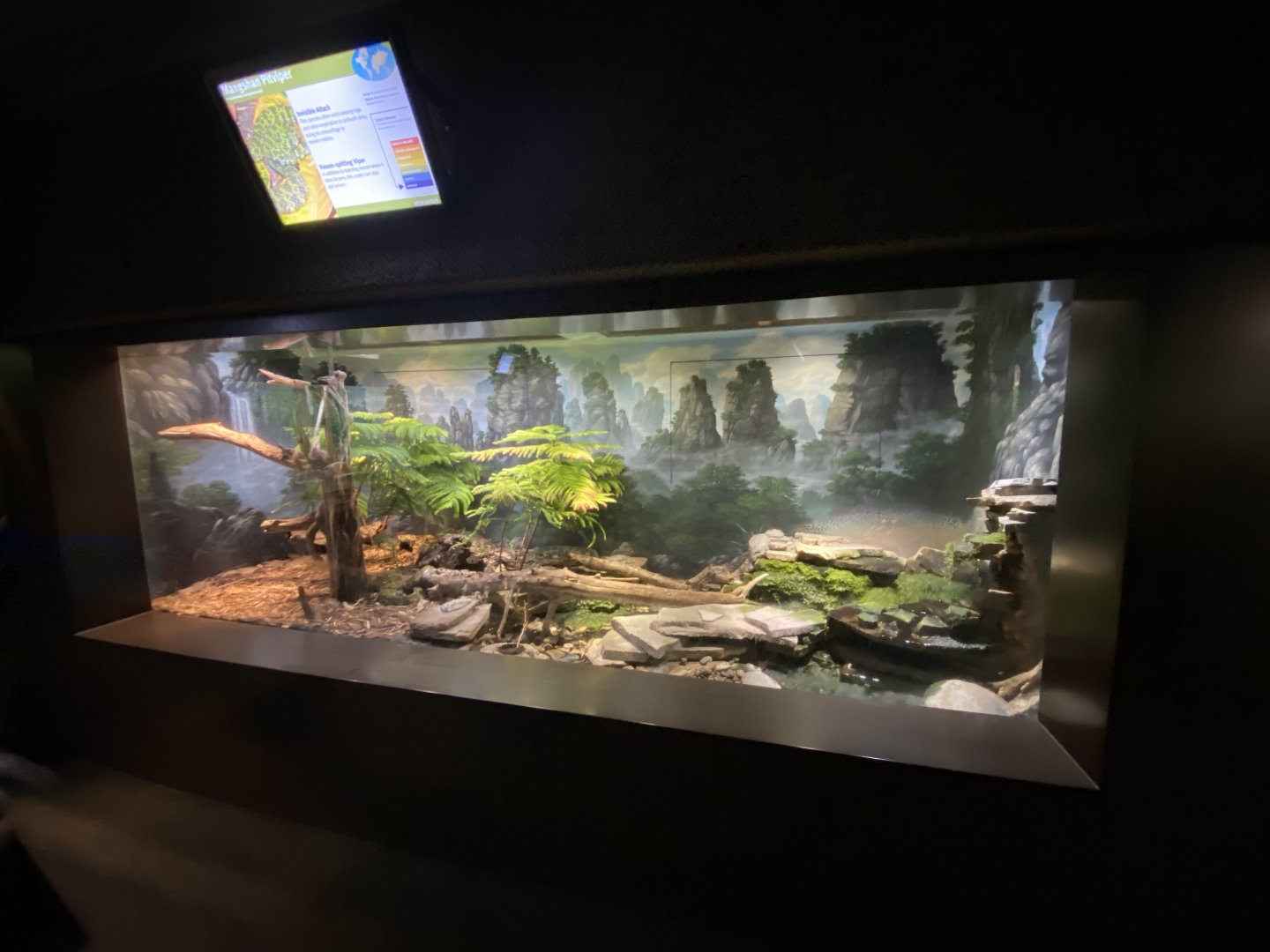 Oct. 2021 - Herpetarium - Mangshan Pitviper Exhibit