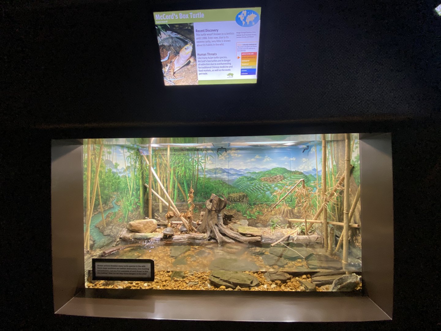 Oct. 2021 - Herpetarium - McCord’s Box Turtle Exhibit