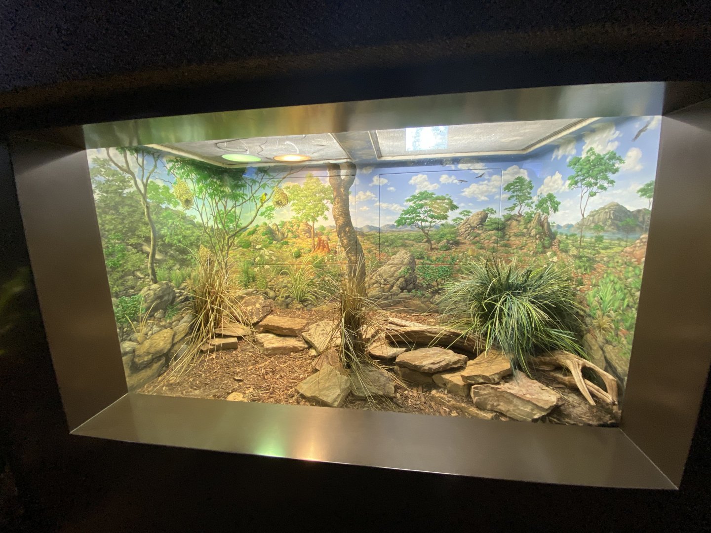 Oct. 2021 - Herpetarium - Puff Adder Exhibit