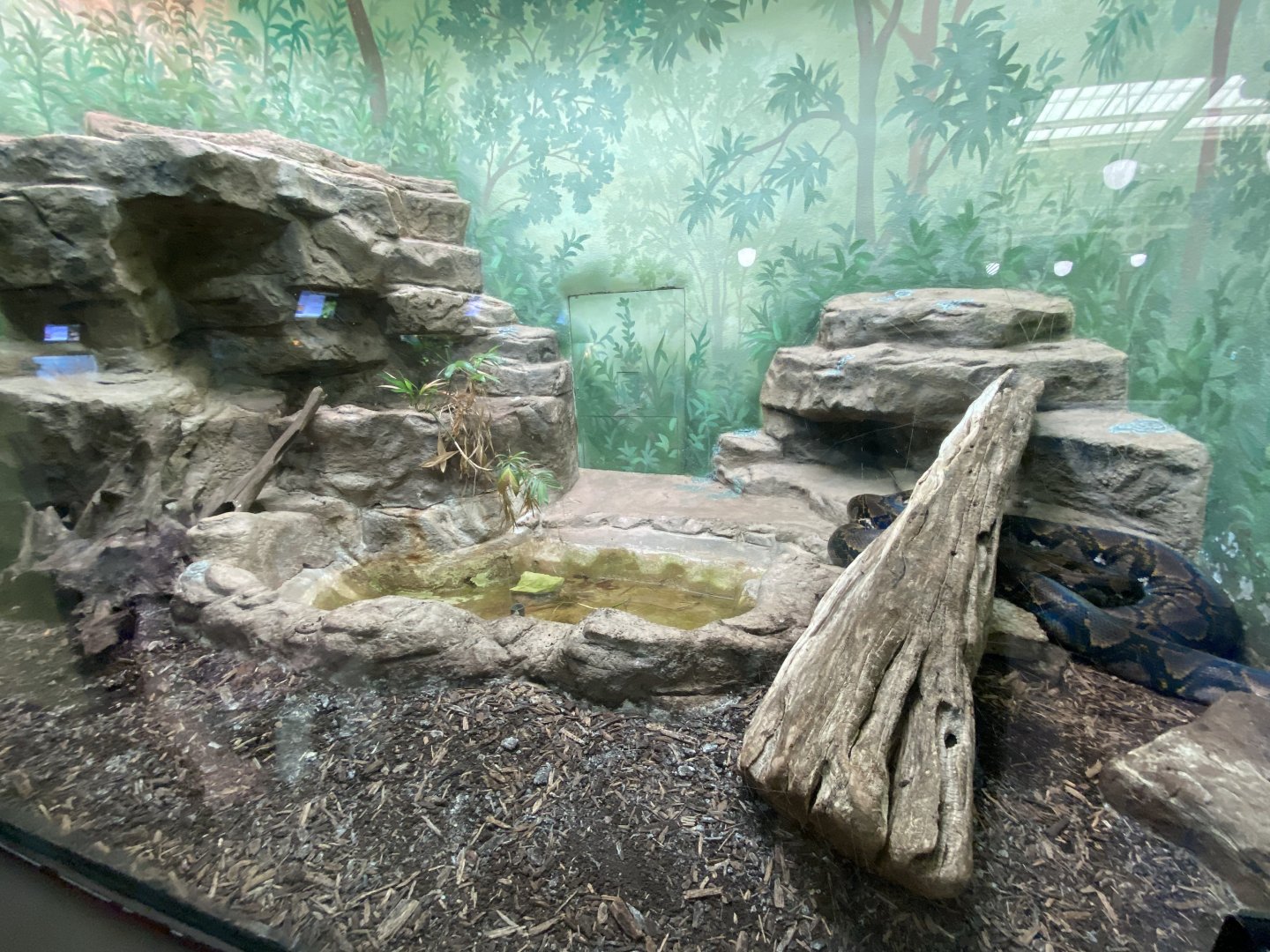 Oct. 2021 - Herpetarium - Reticulated Python Exhibit