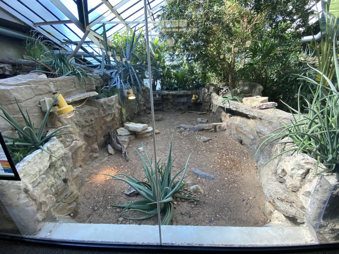 Oct. 2021 - Herpetarium - Shingleback Skink Exhibit
