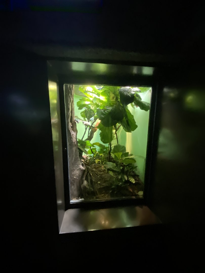 Oct. 2021 - Herpetarium - Smallwood’s Anole Exhibit