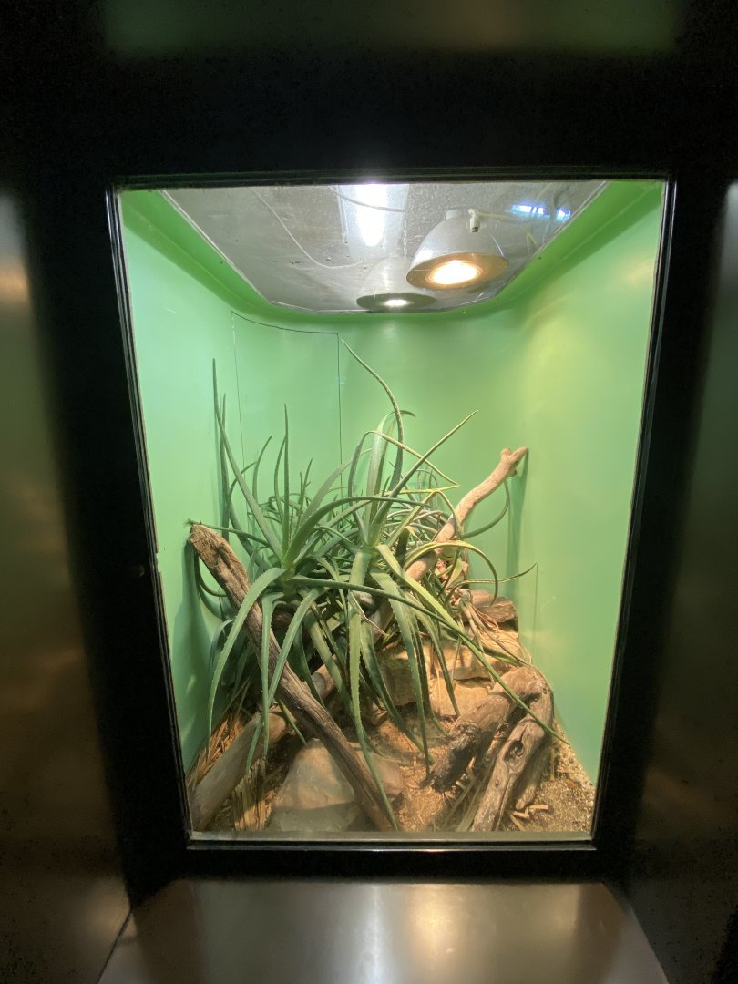 Oct. 2021 - Herpetarium - Southern Cantil Exhibit