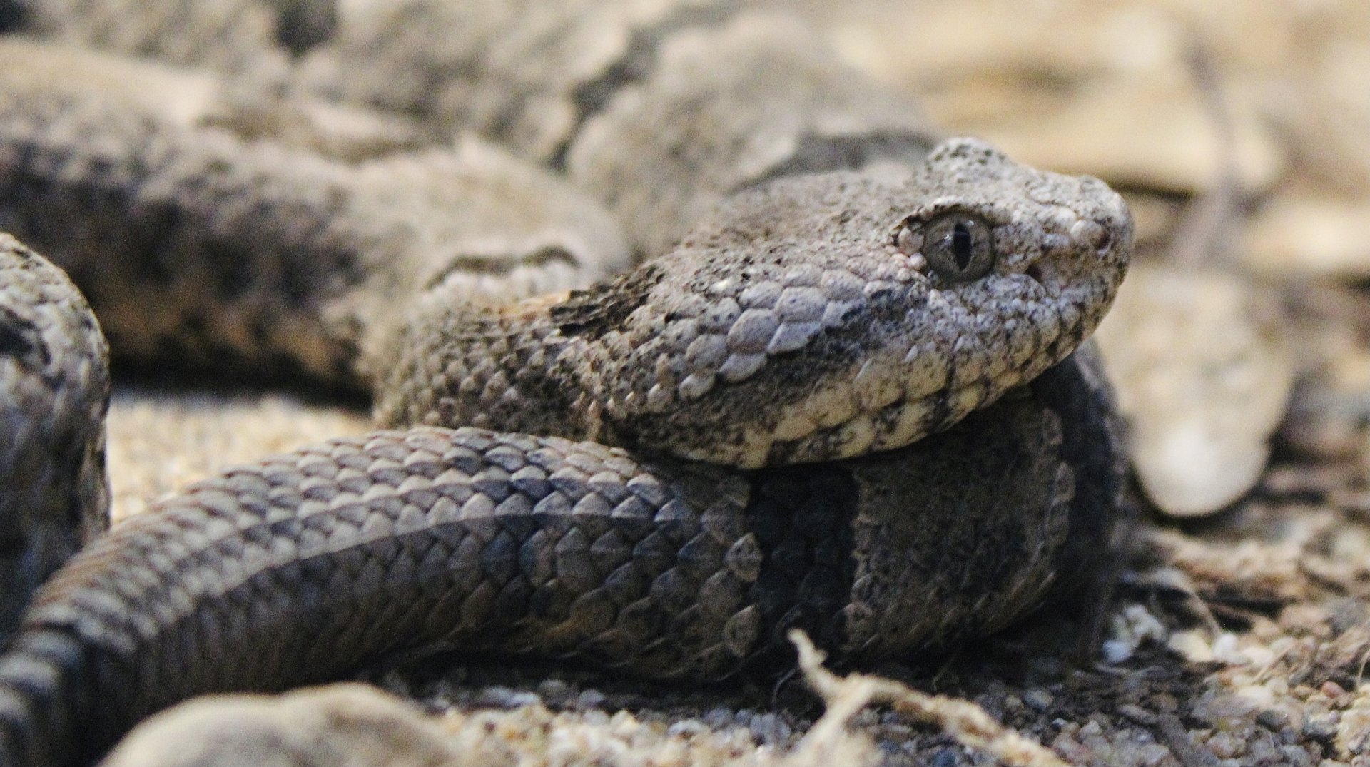 Oct. 2021 - Herpetarium - Tamaulipan Rock Rattlesnake