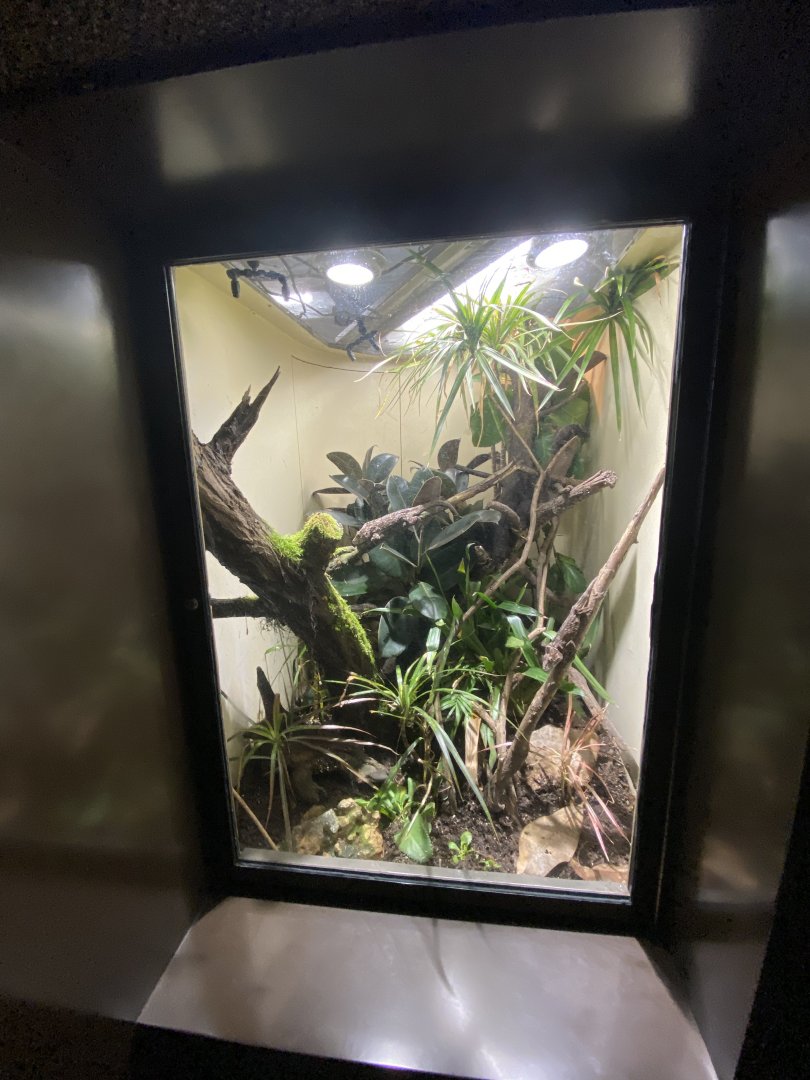 Oct. 2021 - Herpetarium - Western Bearded Anole Exhibit