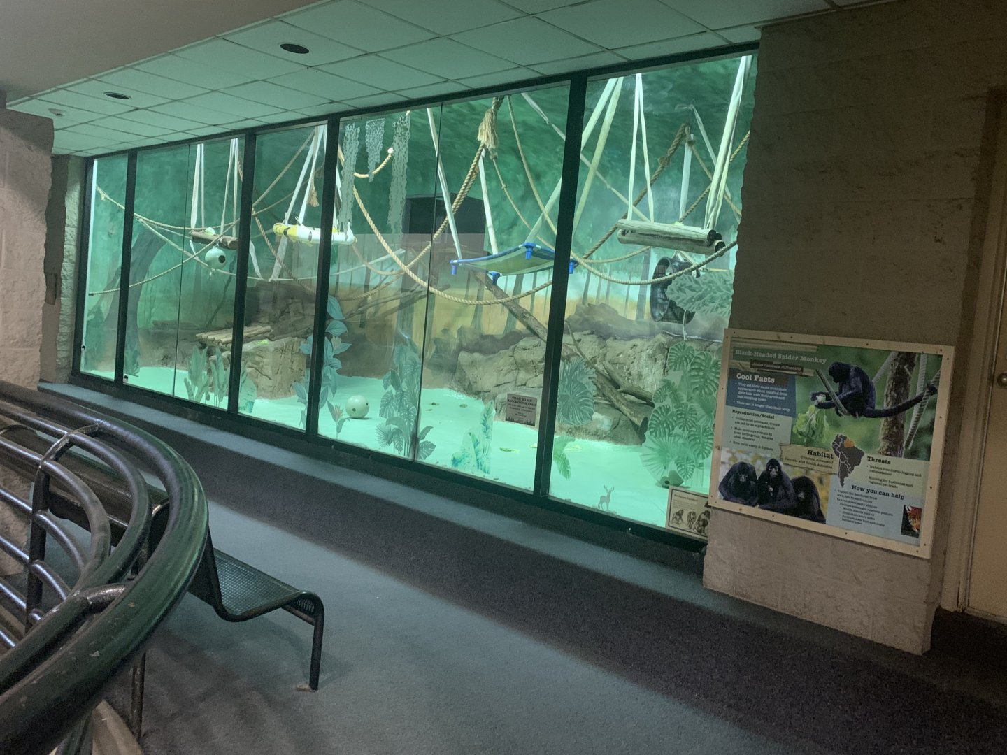 Oct. 2021- Indoor Black-headed spider monkey indoor enclosure