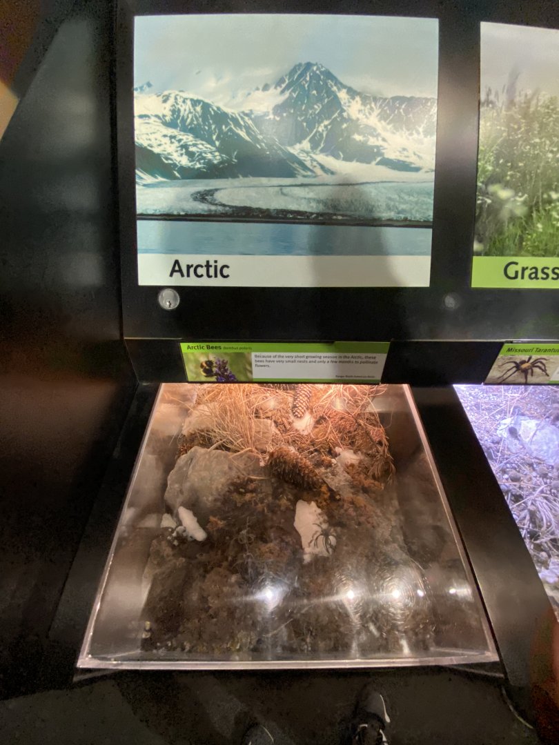 Oct. 2021 - Insectarium - Arctic Bee Exhibit