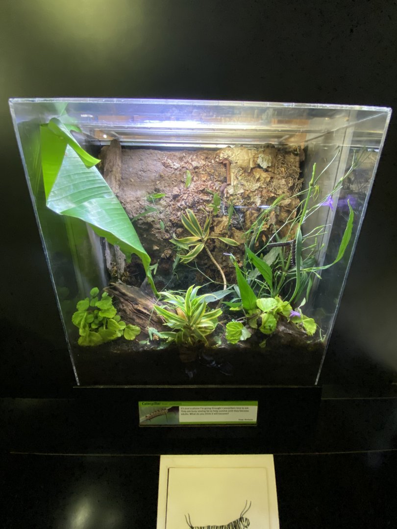 Oct. 2021 - Insectarium - Caterpillar Exhibit