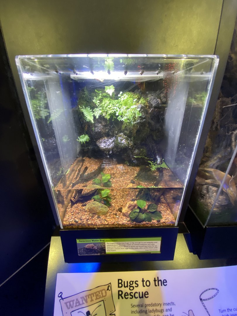 Oct. 2021 - Insectarium - Ferocious Water Bug Exhibit