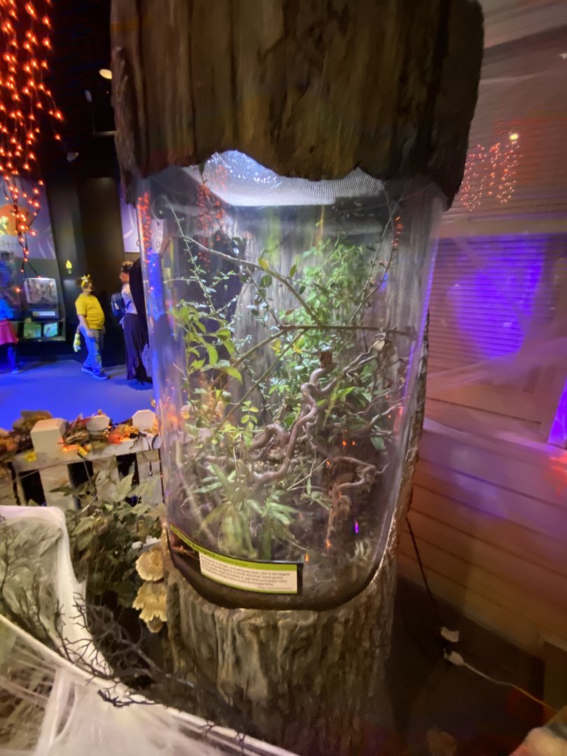 Oct. 2021 - Insectarium - Giant American Walkingstick Exhibit