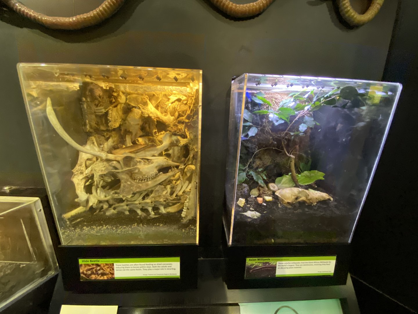 Oct. 2021 - Insectarium - Hide Beetle + Asian Millipede Exhibits