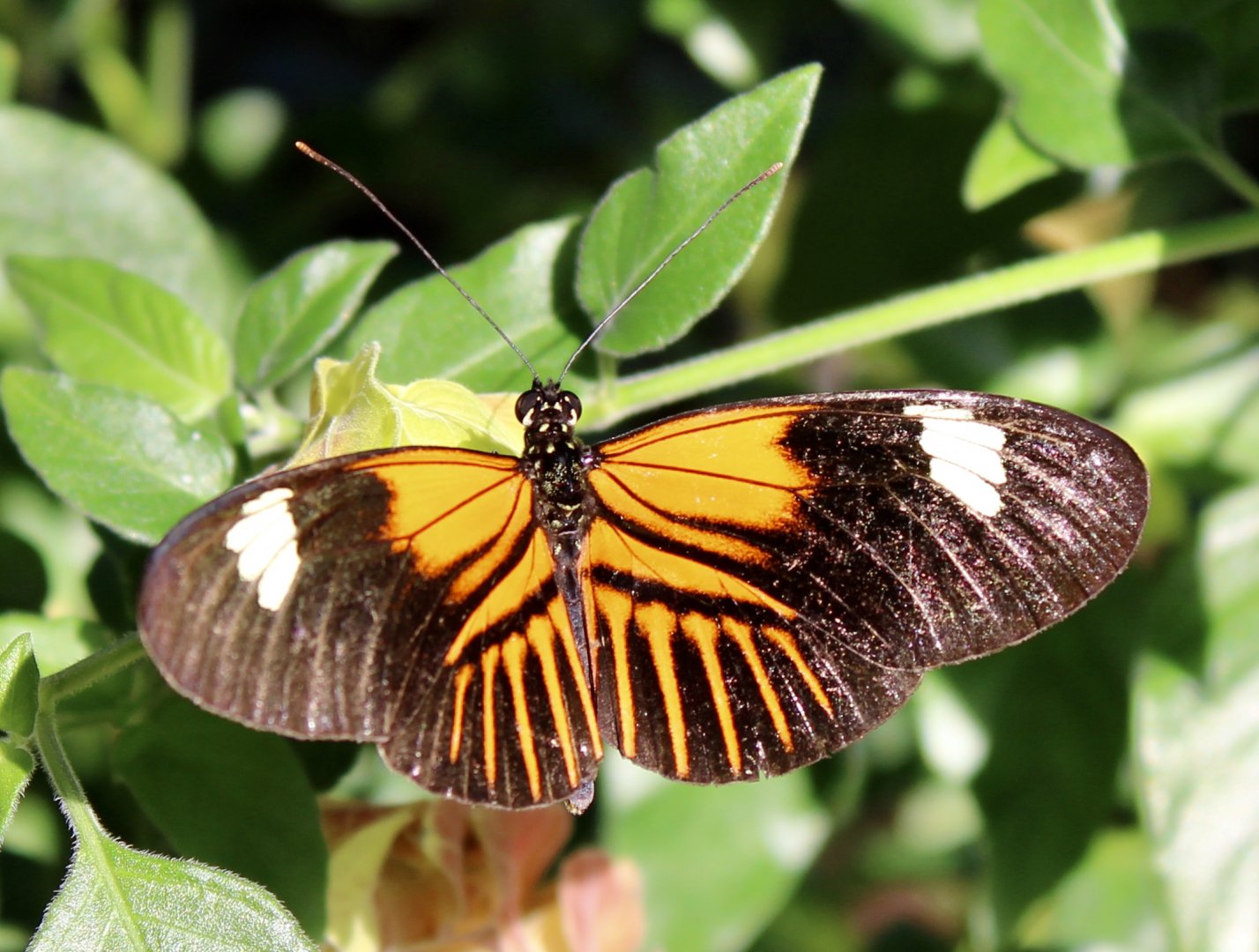 Oct. 2021 - Insectarium - Ismenious Longwing